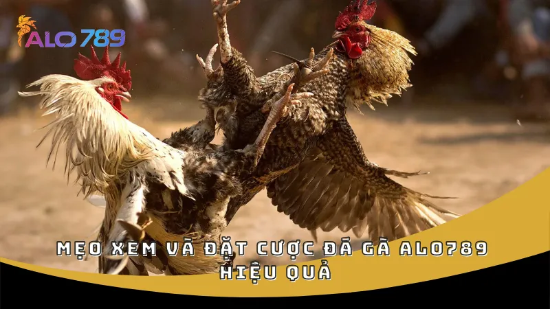 Mẹo xem và đặt cược đá gà ALO789 hiệu quả