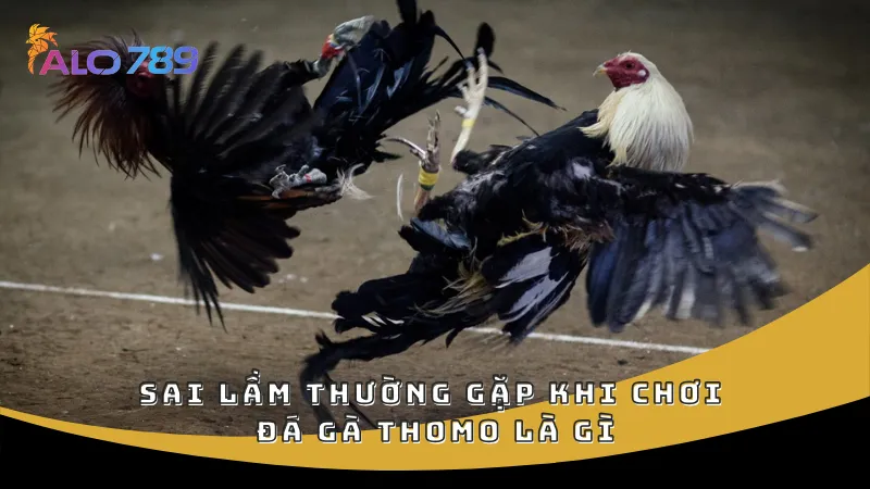 Sai lầm thường gặp khi chơi đá gà Thomo là gì