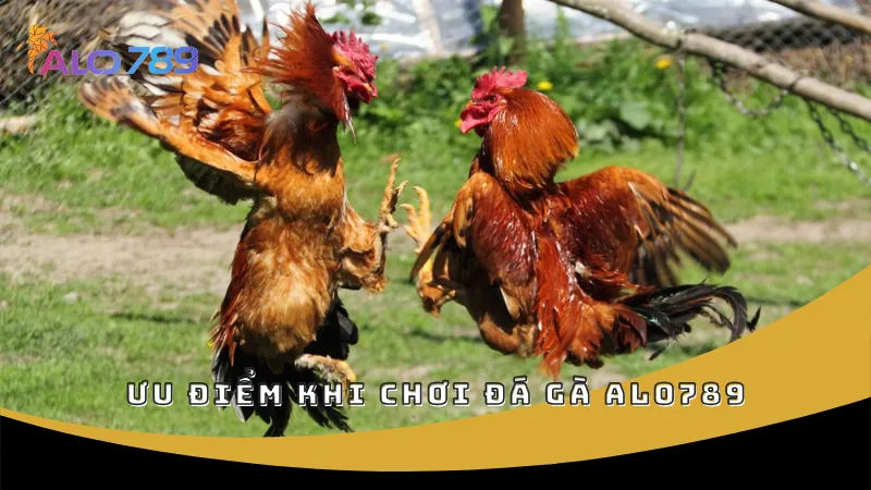 Ưu điểm khi chơi đá gà ALO789