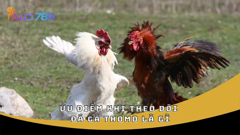 Ưu điểm khi theo dõi đá gà Thomo là gì
