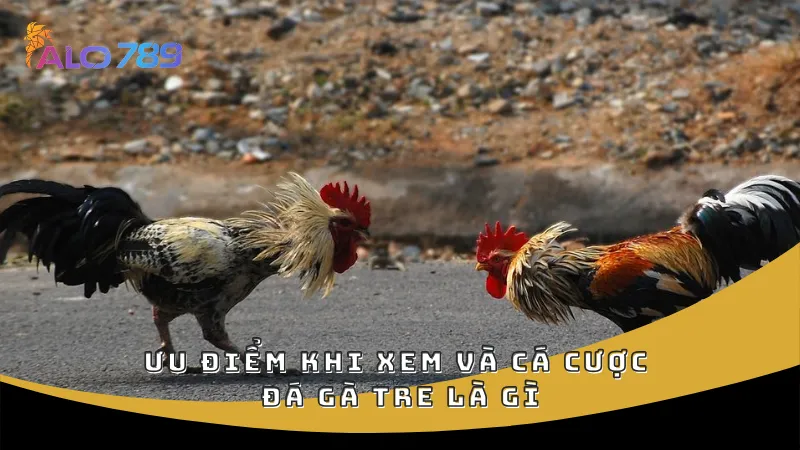 Ưu điểm khi xem và cá cược đá gà tre là gì